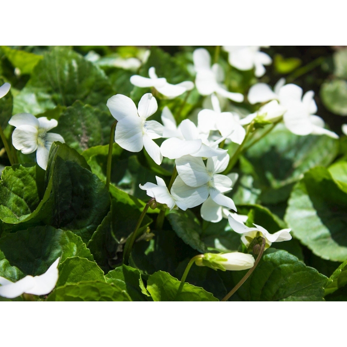 Viola sororia ´Albiflora´ K9