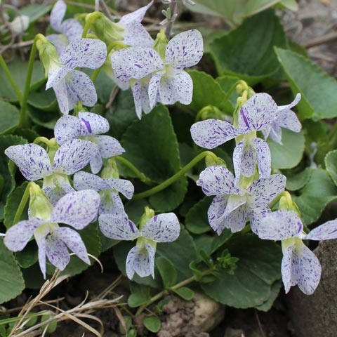 Viola sororia ´Freckles´ K9