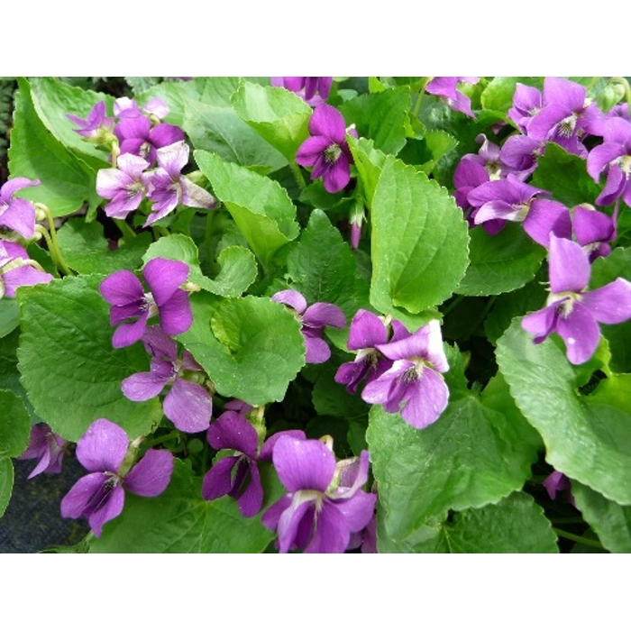 Viola sororia ´Rubra´ K9