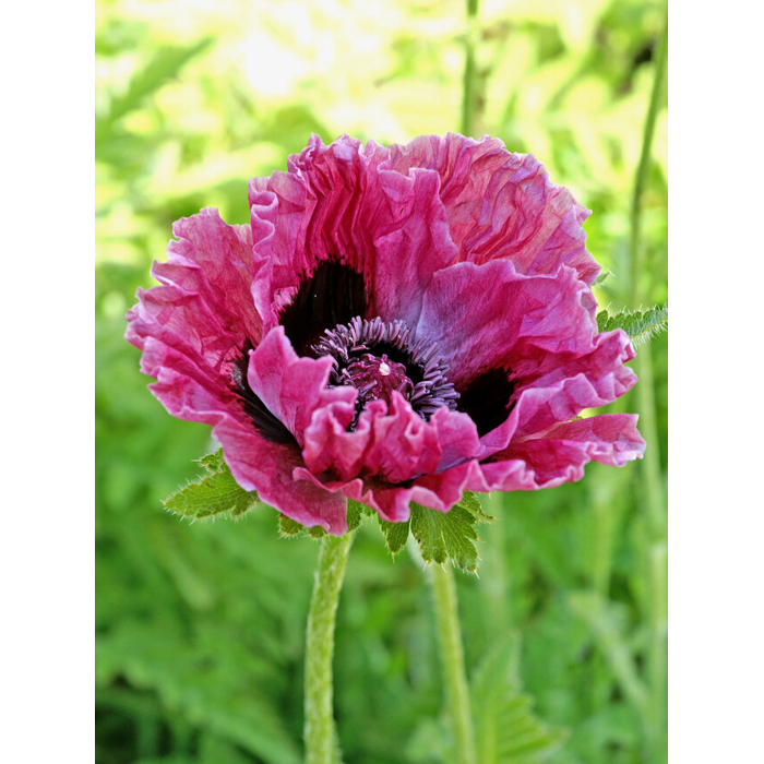 Mak okrasný - Papaver ´Central Park´ Co1L