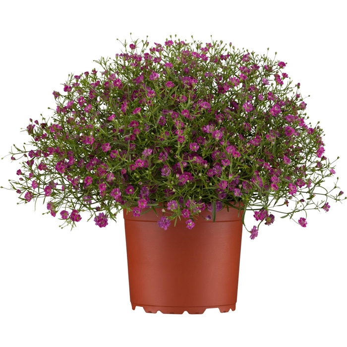 Gypsophila cerastioides ´Lila´ P13