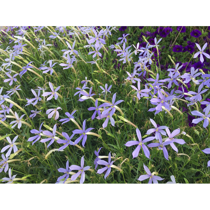 Isotoma axillaris ´Blue Star´ Co5L