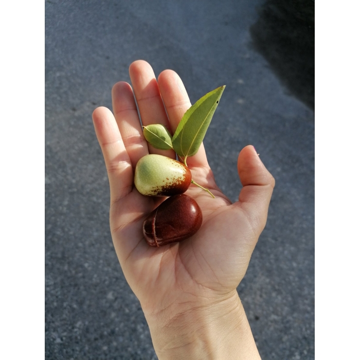 Ziziphus sativa “Jujuba” (čínska ďatla) Co5L 70/100