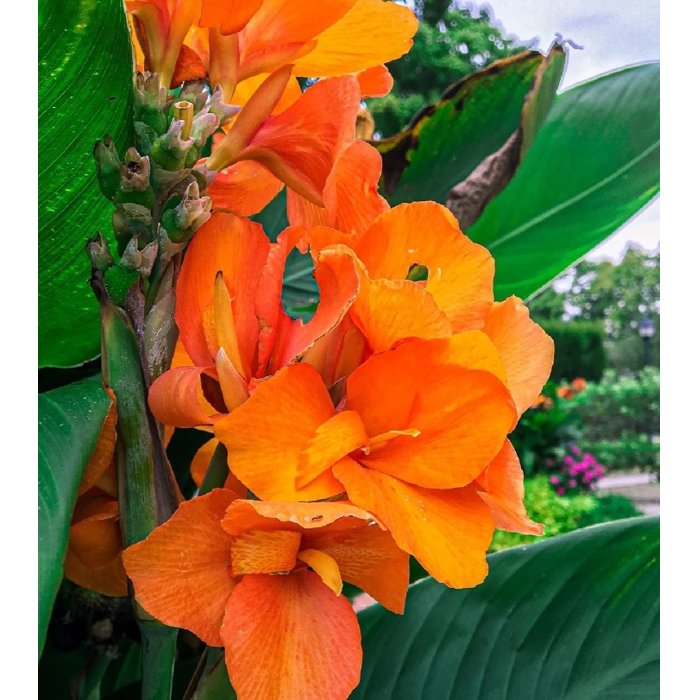 Canna indica - Kana indická - oranžová P17
