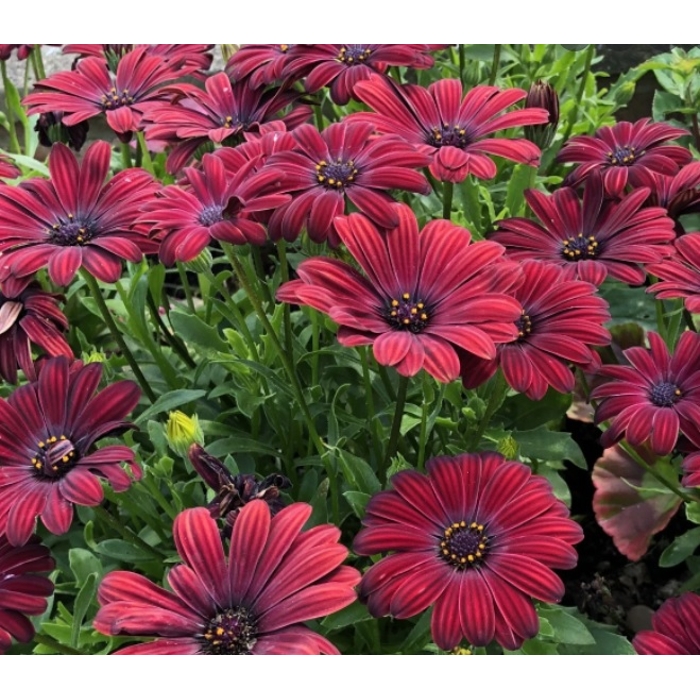 Osteospermum ´Bordová´ Co0,5L