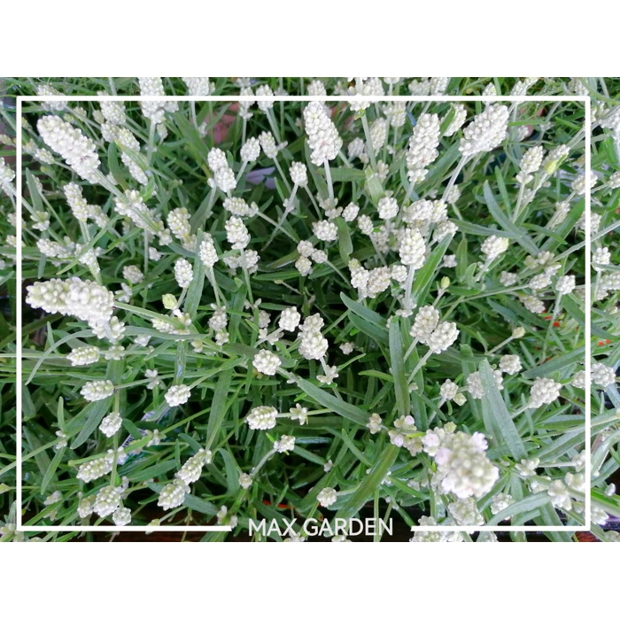 Levanduľa úzkolistá  - Lavandula angustifolia 'Edelweiss'  P12