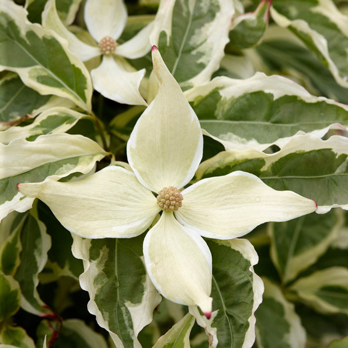 Drieň kousa - Cornus kousa 'Summer Fun' Co5L 80/100