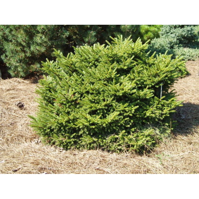 Smrek východný - Picea orientalis ´Barnes´ Co7,5L 30/35