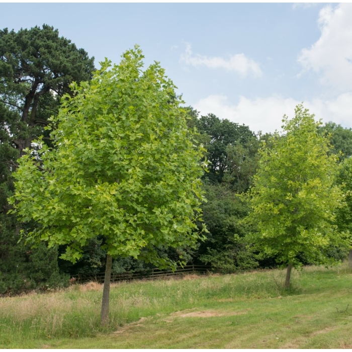 Lipa európska - Tilia europaea ´Pallida´ 8-10