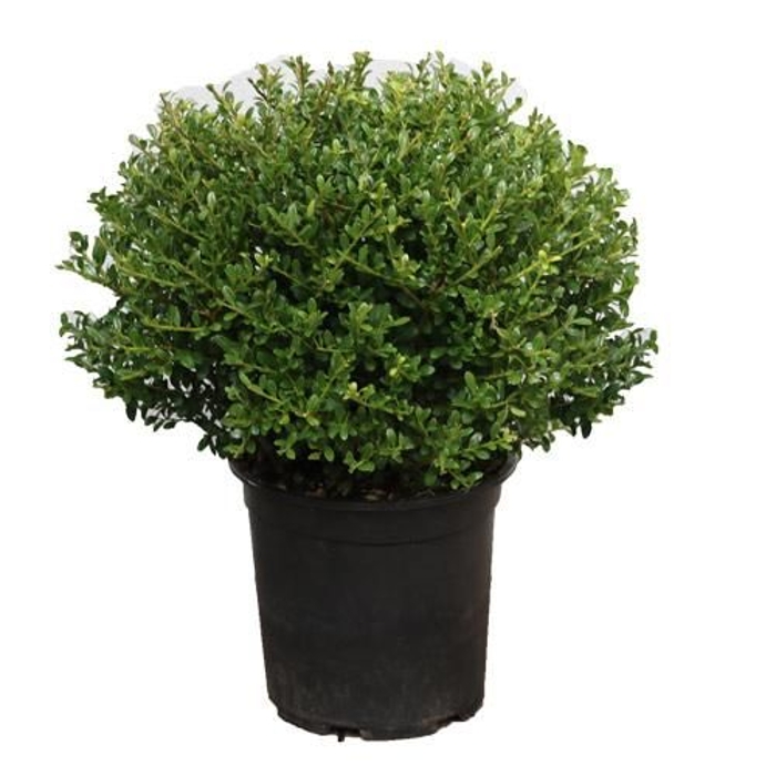 ILEX CRENATA ´Glory Gem´ Co3L 20/25