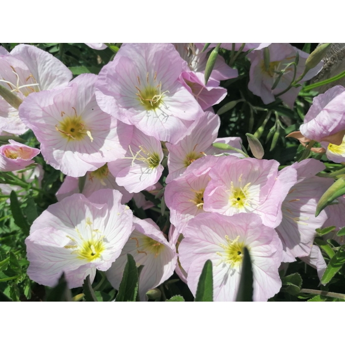 Pupalka - Oenothera speciosa 'Siskiyou Pink' P14