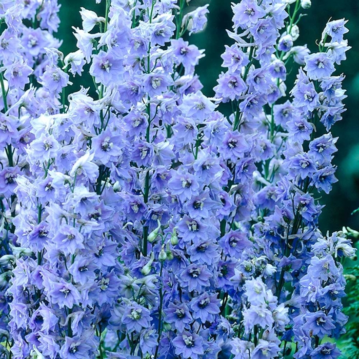 Stračonôžka - Delphinium 'Summer Skies' K9