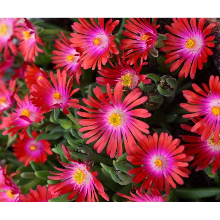 Delosperma ´Jewel of Desert´ - červená K9