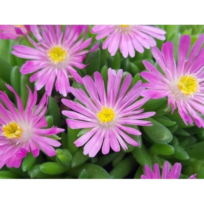 Delosperma ´Jewel of Desert´- bledo ružová K9