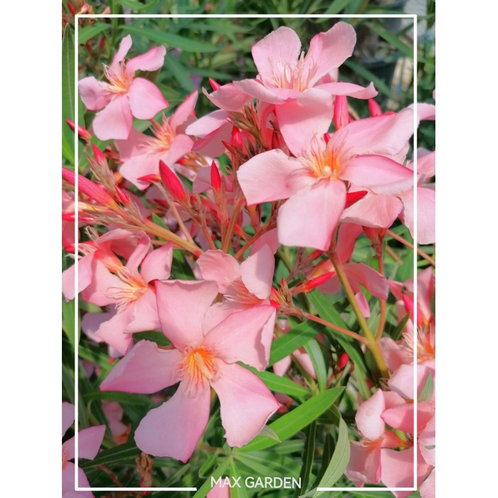 Oleander obyčajný  - Nerium oleander ´Tito Poggi´ Co18L 80/100