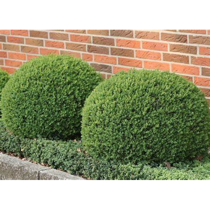 Krušpán vždyzelený - Buxus sempervirens´Globe´ d40