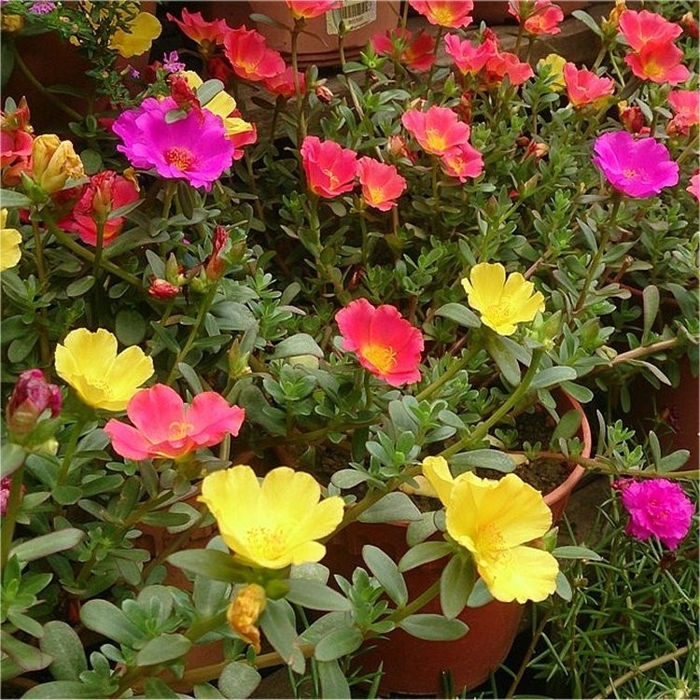 Portulaca umbraticola P10