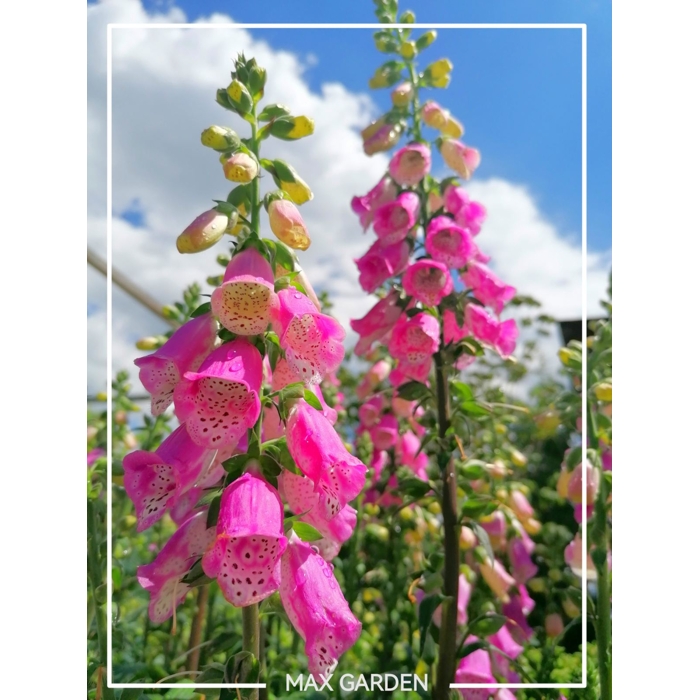 Náprstník purpurový - Digitalis purpurea ´Panther´ Co2L
