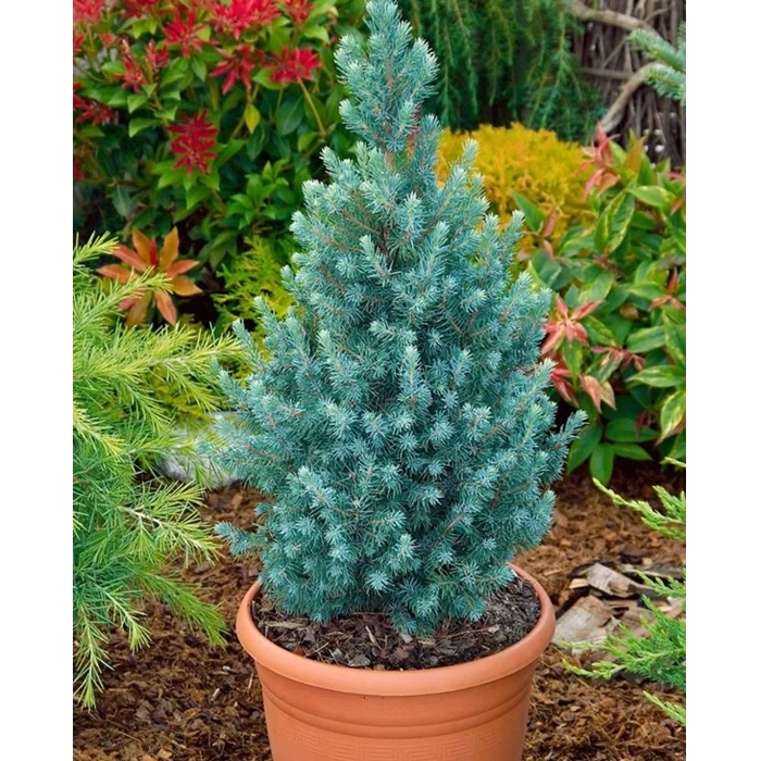 Smrek biely  - Picea Glauca ´Conica Blue´ Co2L 25/30