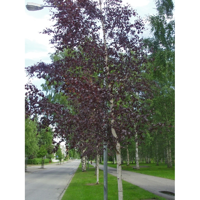 Breza previsnutá - Betula pendula ´Royal Frost´ Co15L  200/250 06-08