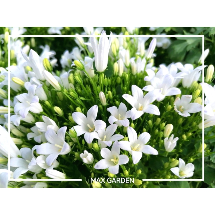 Campanula starina ´White Spring Bell´ P12