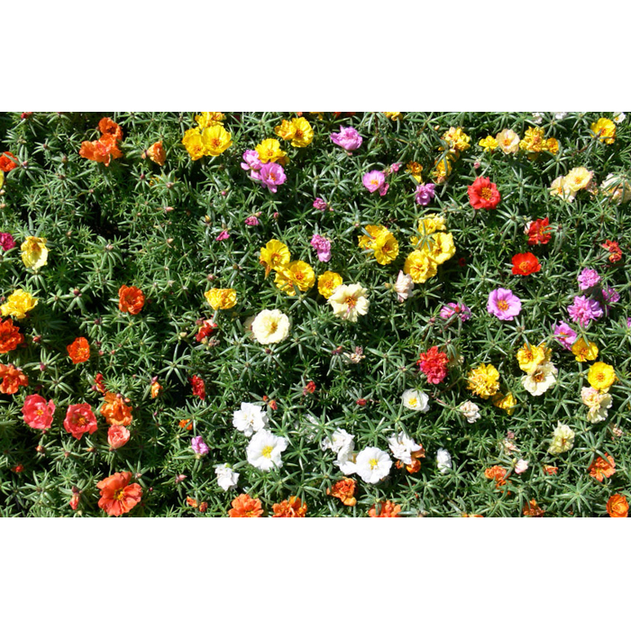 Portulaca grandiflora - Portulaca veľkokvetá  P12