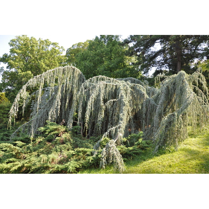 Céder atlaský - Cedrus atlantica 'Glauca Pendula' Co25L 150/175