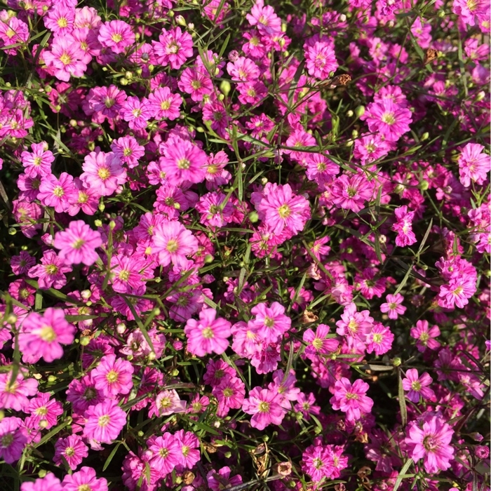 Gypsophila muralis ´Rose´ P12
