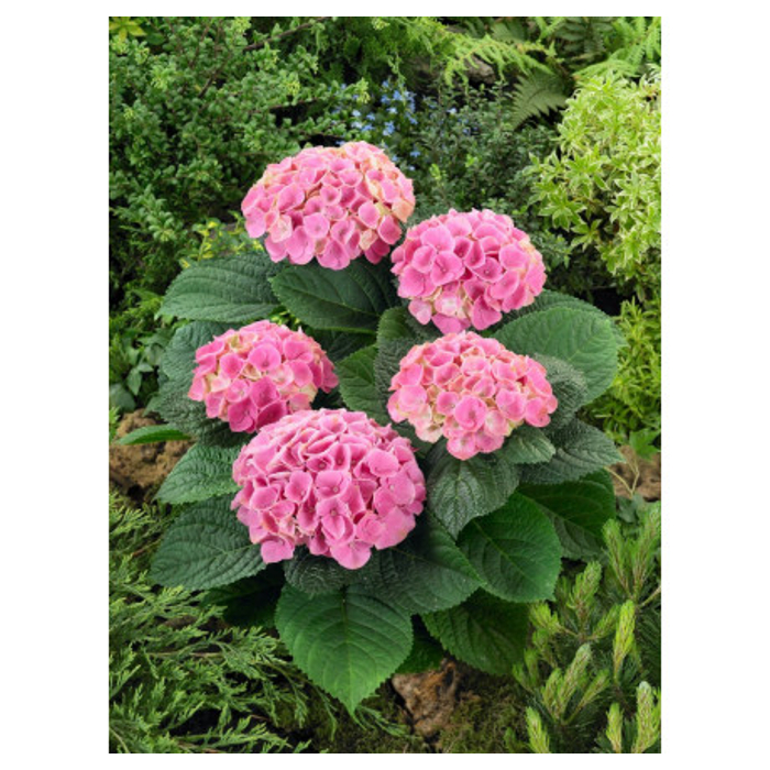 Hortenzia kalinolistá - Hydrangea macrophylla 'Xian' Co5L  40/50