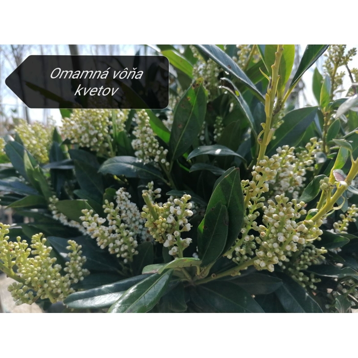 Vavrínovec lekársky - Prunus laurocerasus Otto Luyken Co3L 30/40