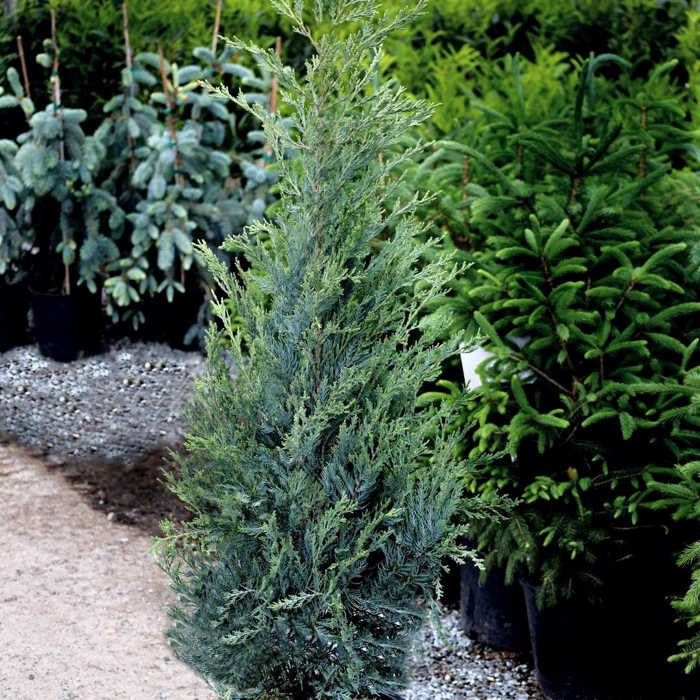 Borievka - Juniperus scopulorum ´Moonglow´ Co2L 40/60