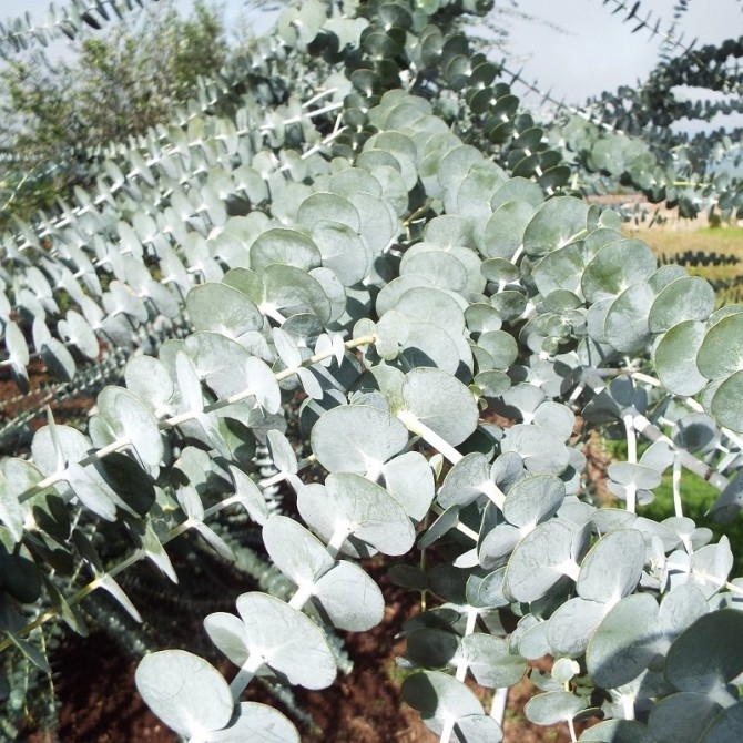 Eukalyptus - Eucalyptus pulverulenta ´Baby Blue´ P14