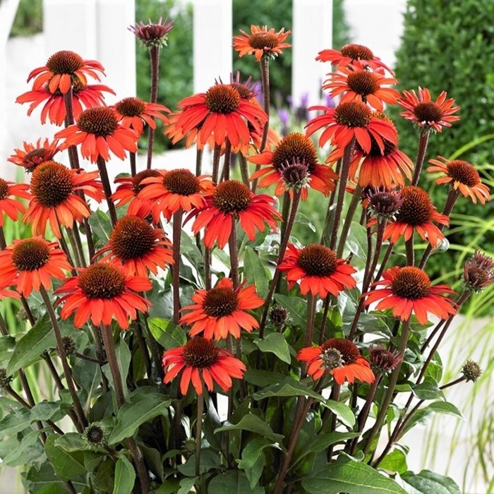 Echinacea ´SunSeecers Red´ P15
