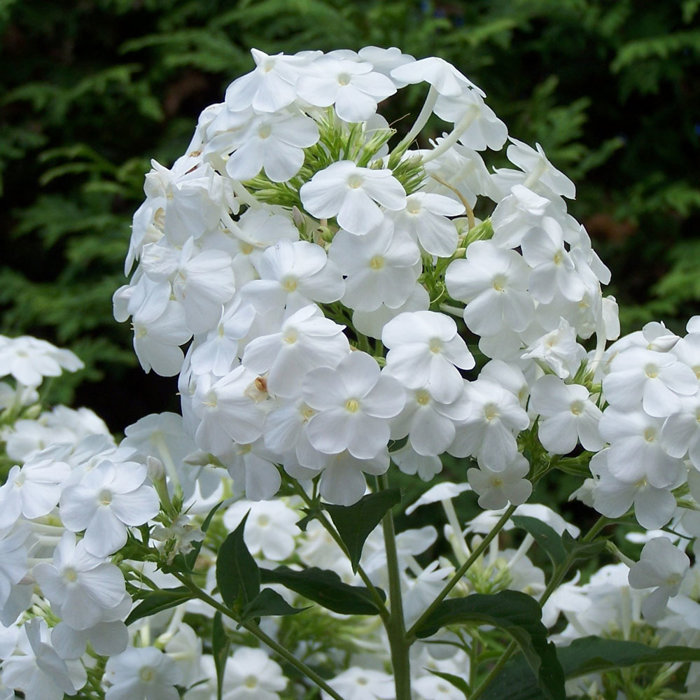 Flox metlinatý - Phlox paniculata ´Sweet Summer White´ P15