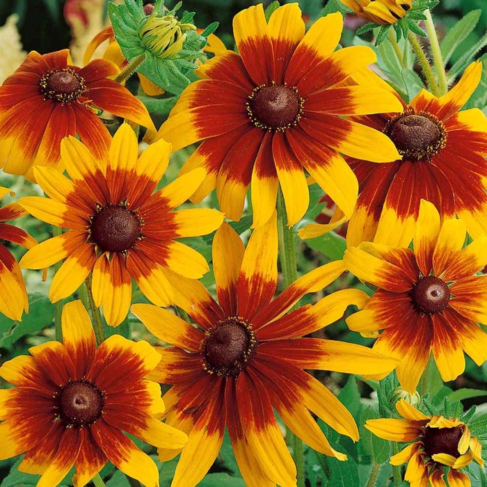 Rudbekia žiarivá  - Rudbeckia ´Mini Ruby Brown´ Co1,5L