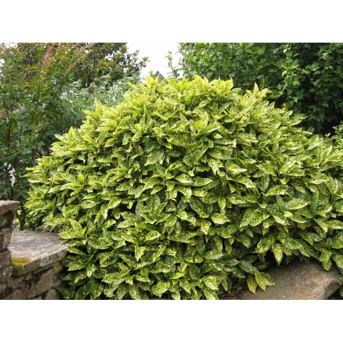 Aucuba japonica Golden King Co3L 20/25