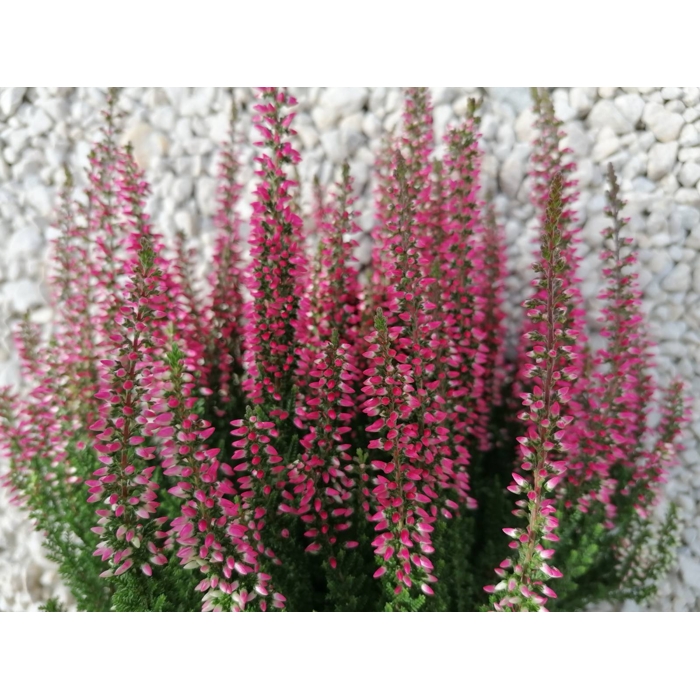 Vres obyčajný - Calluna vulgaris ´Dark Star´  P12