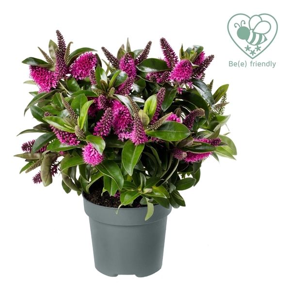 Hebe Addenda ´Donna Nikka´ Co2L