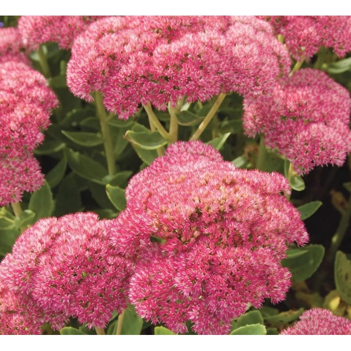 Sedum spectabile ´Autumn Joy´