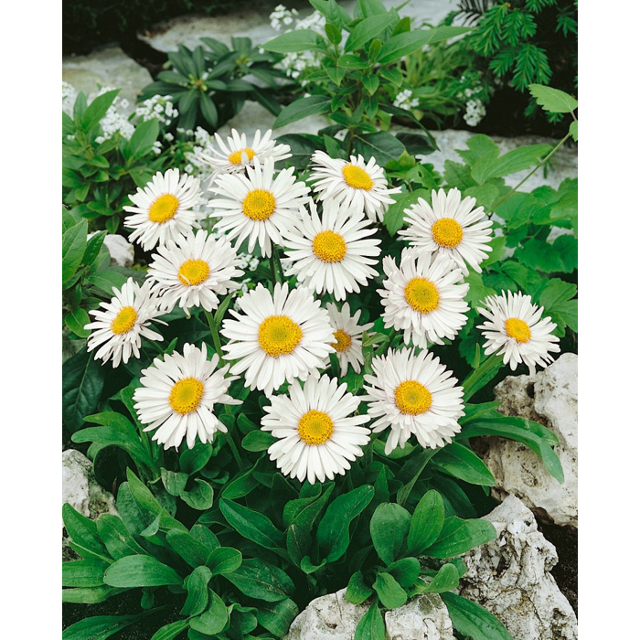 Aster - biely  P10,5