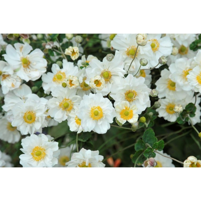Anemone hybrida ´Whirlwind´ P14