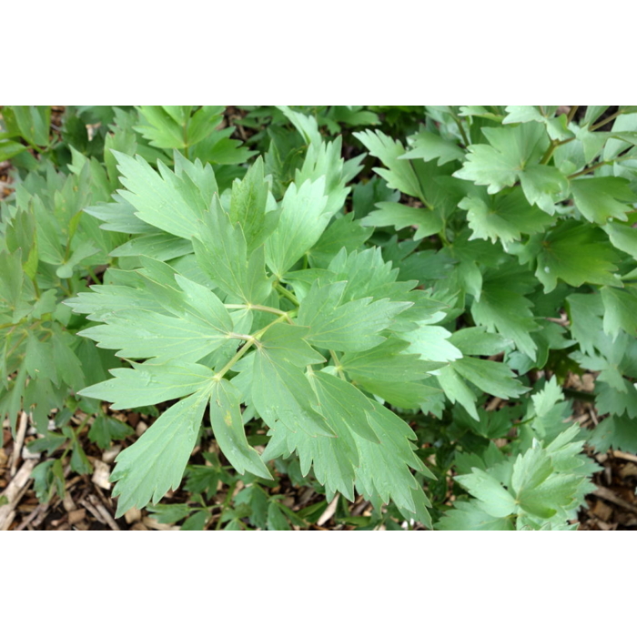 Ligúrček lékársky - Levistichum officinale P13