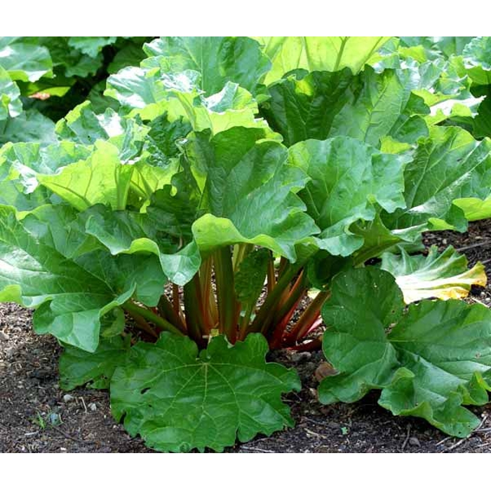 Rebarbora - Rheum rhabarbarum P14