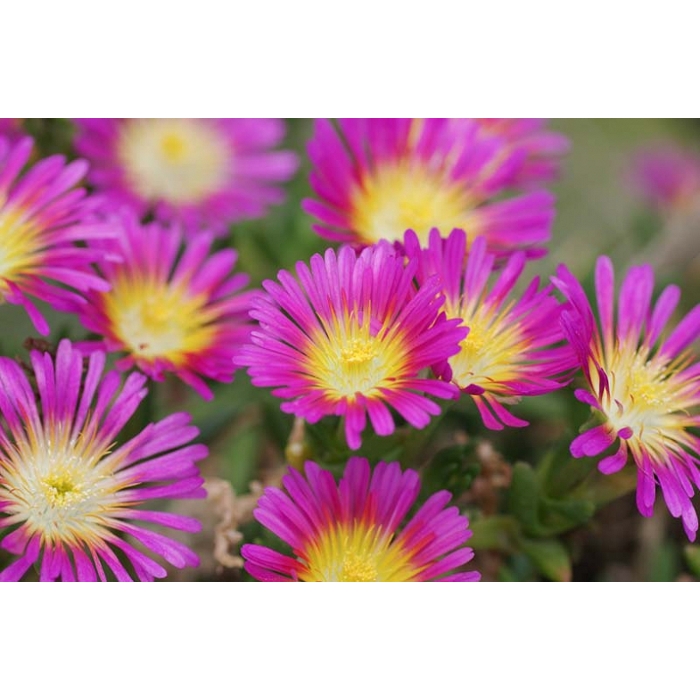 Delosperma ´Hot Pink Wonder´ P12
