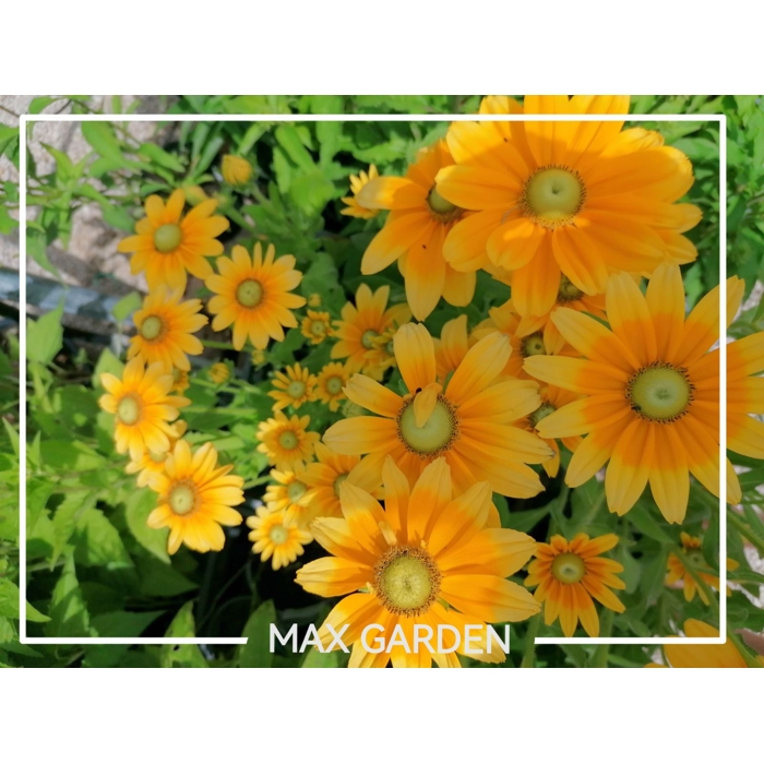 Rudbekia žiarivá  - Rudbeckia ´Praire Sun´ Co15
