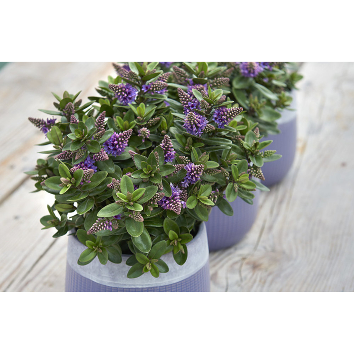 Hebe Addenda ´Blue´  Co2L
