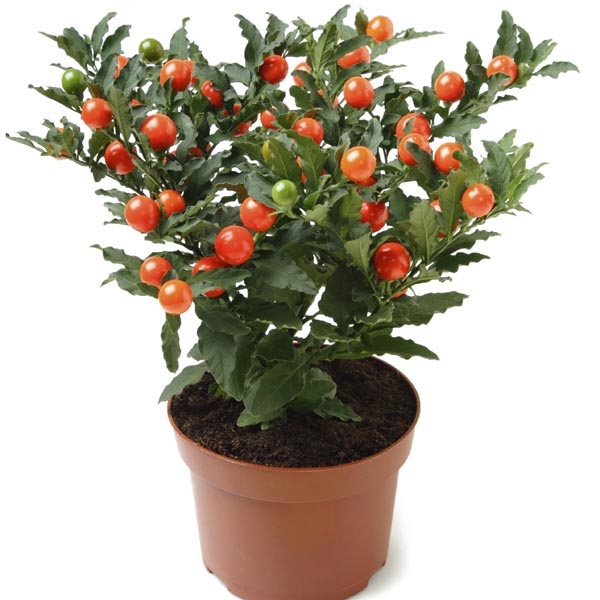 Solanum pseudocapsicum P10.5