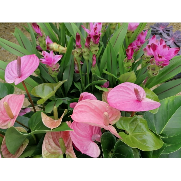 Anthurium andreanum ´Cavalli´
