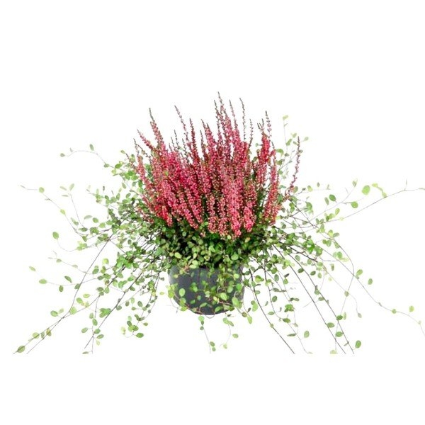 Vres obyčajný - Calluna vulgaris + Muehlendbeckia P10