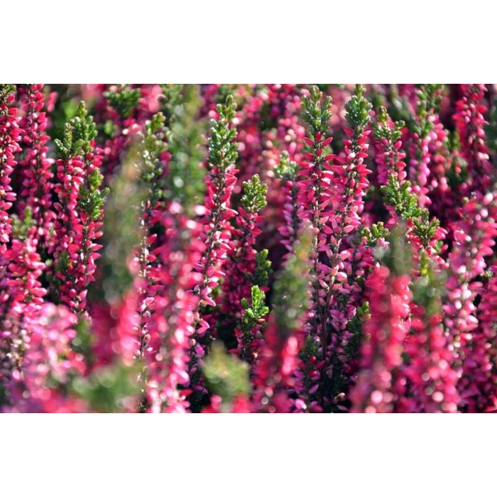 Vres obyčajný - Calluna vulgaris ´Athene´  P12
